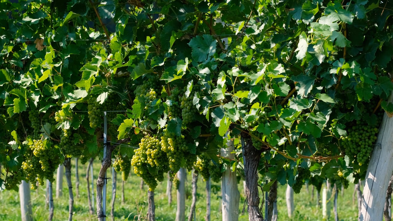 Vines