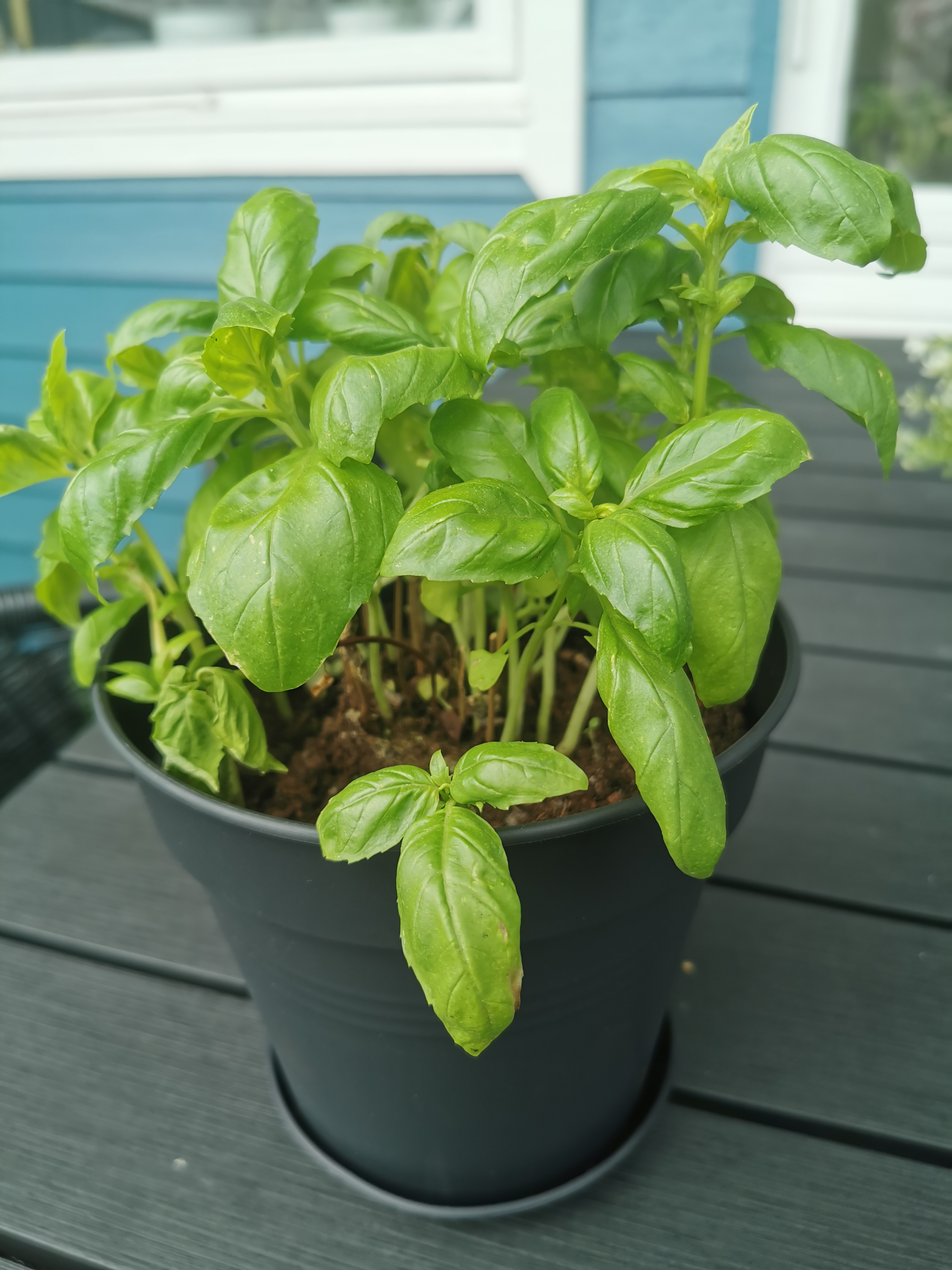 Lime Mini Planter Trio