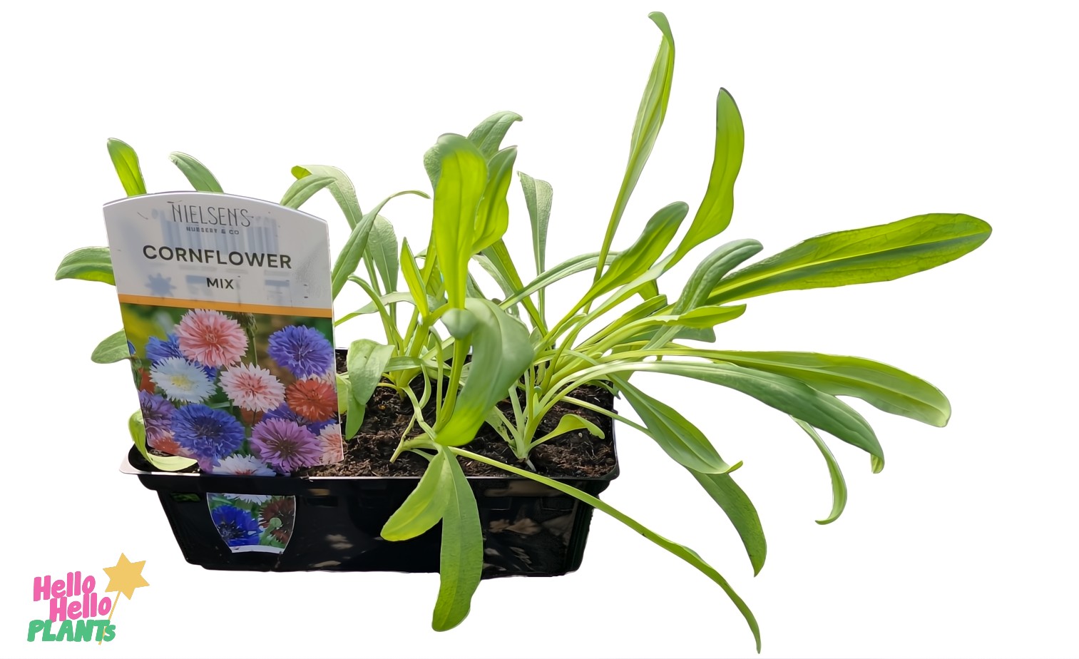 Cornflower Mini Planter Trio