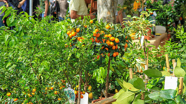 Fruits