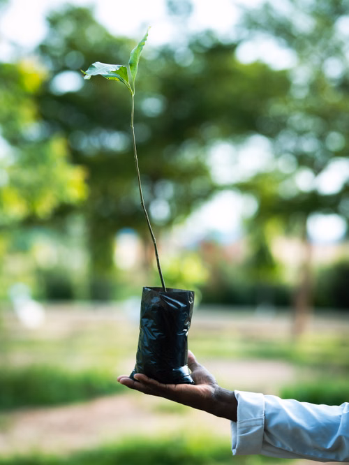 Trees