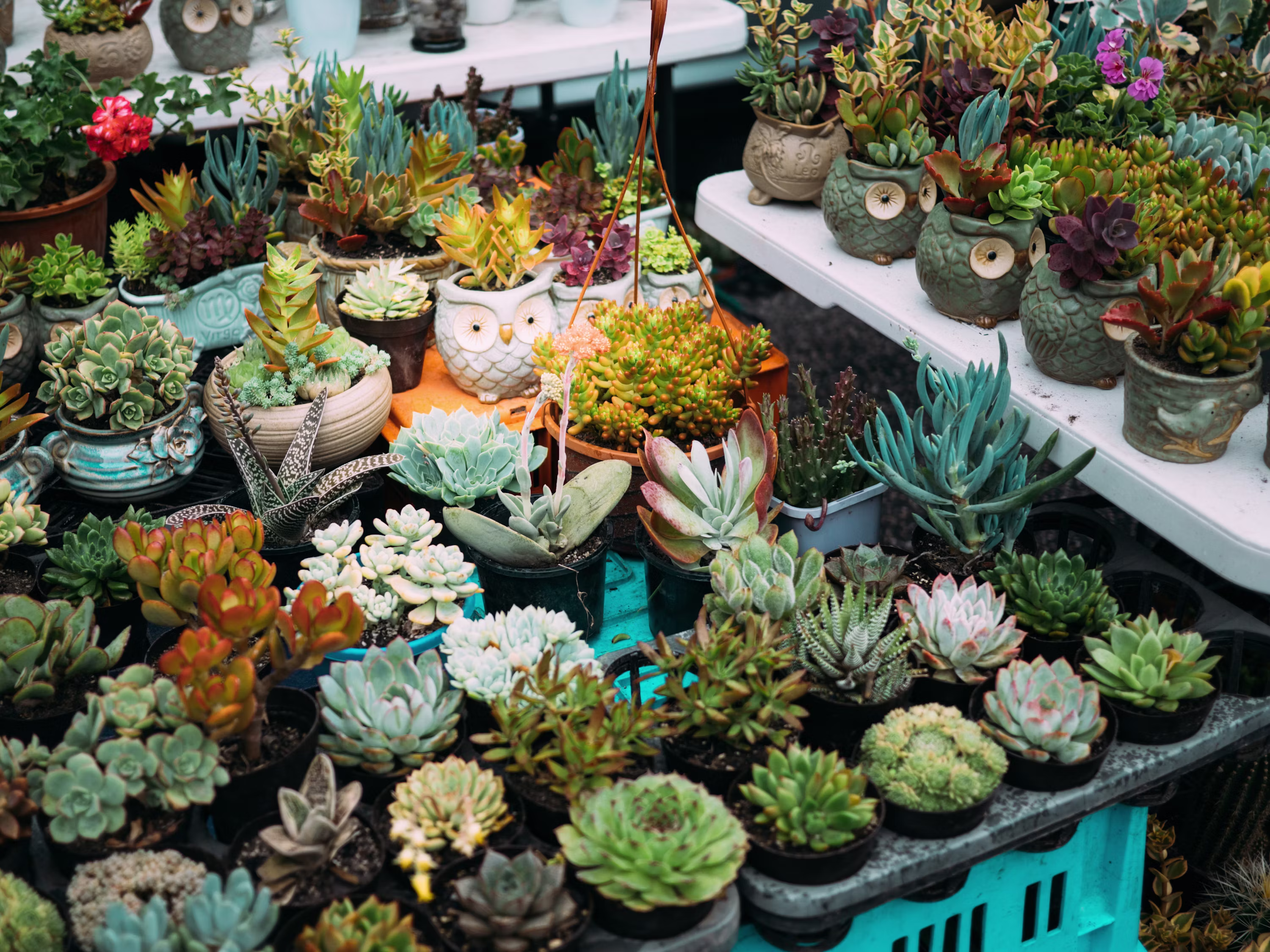 Flower Plants