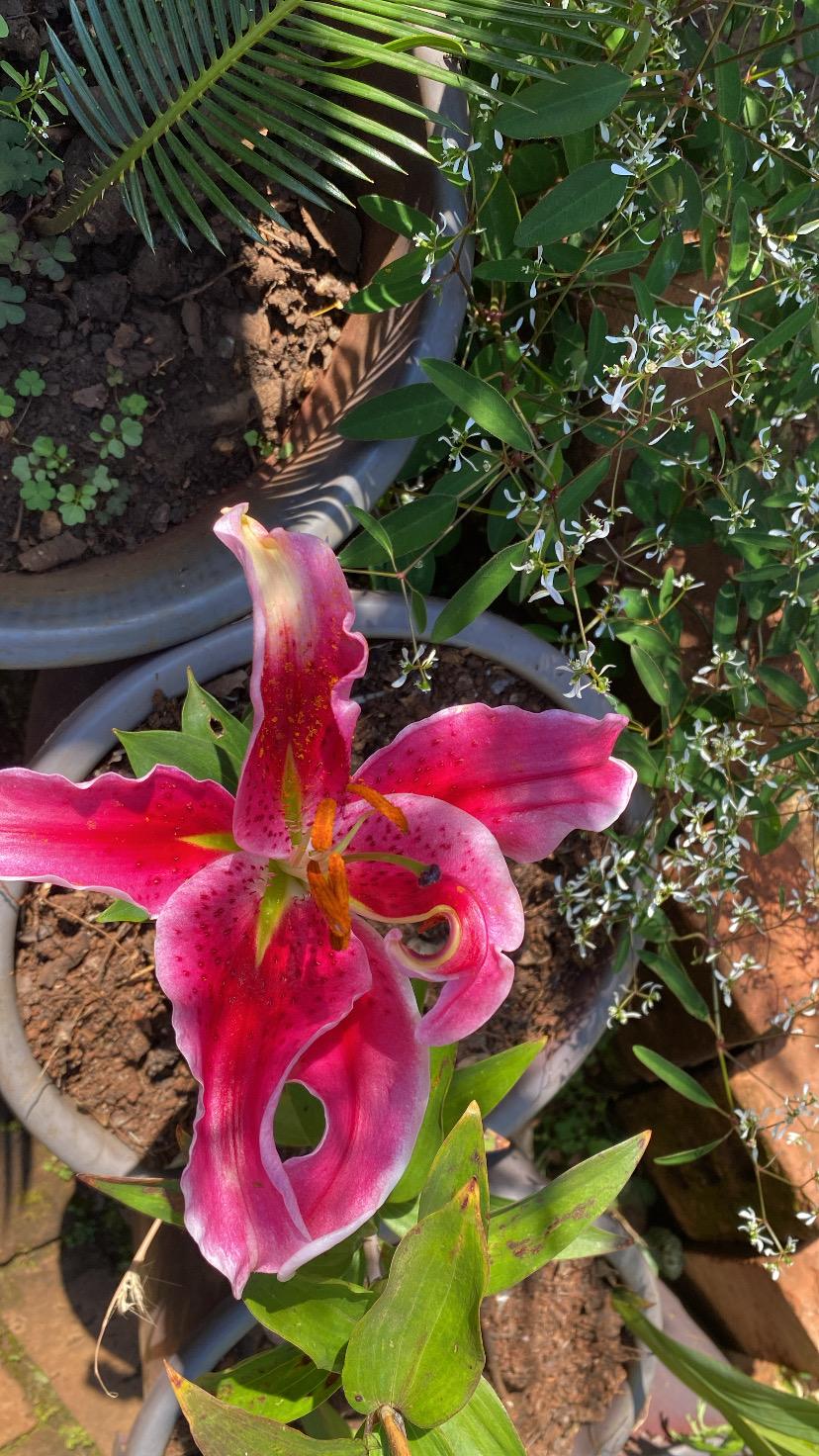 Amaryllis
