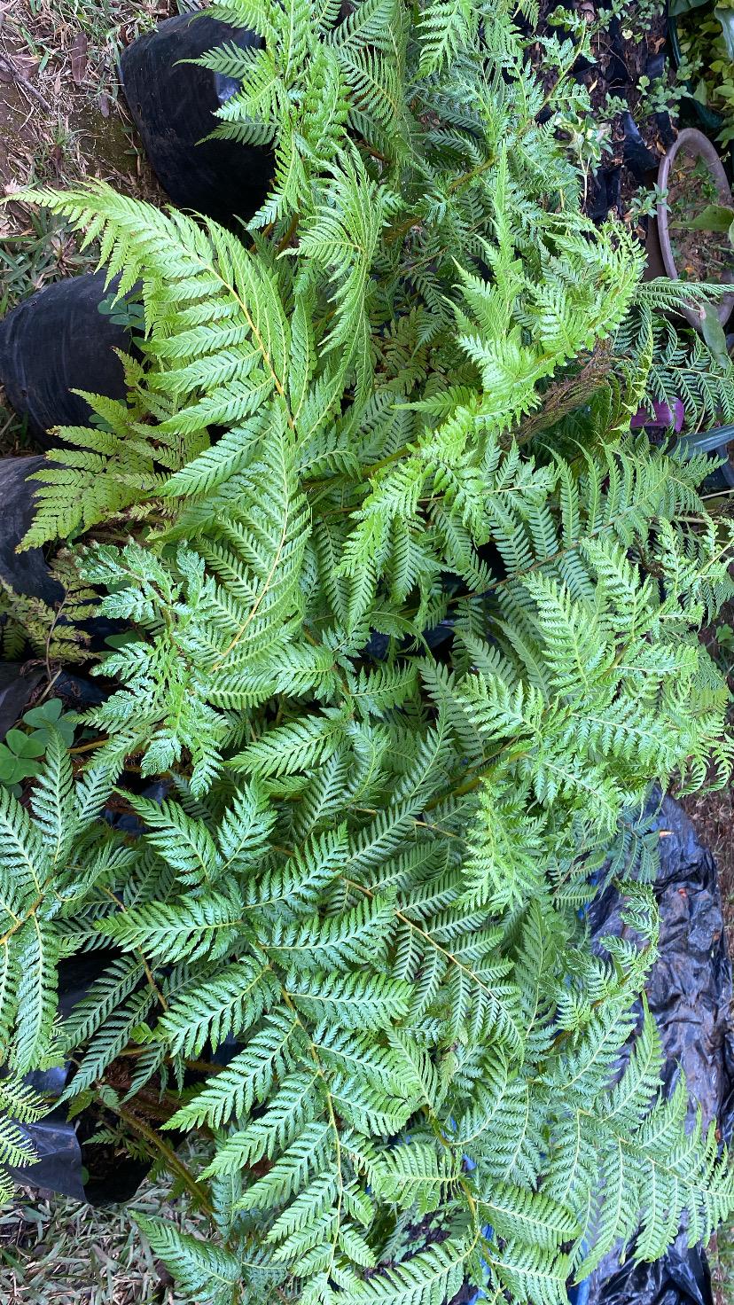 Australian Tree Fern