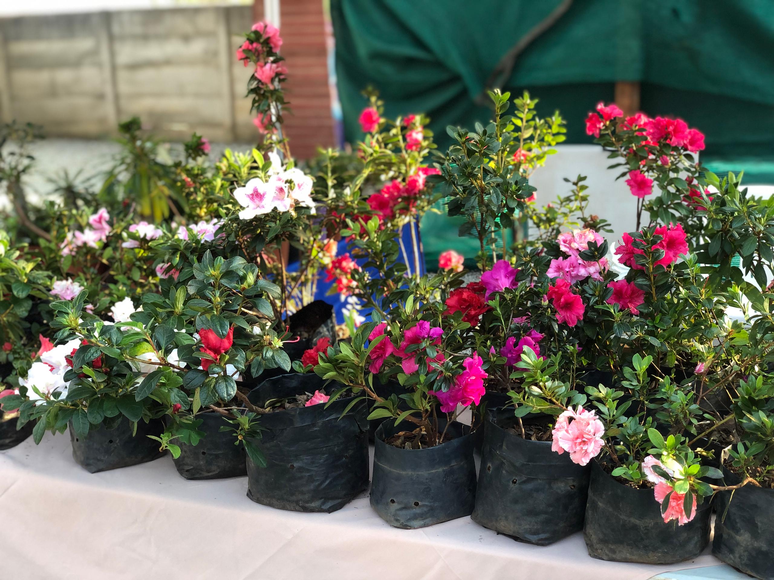 Azaleas