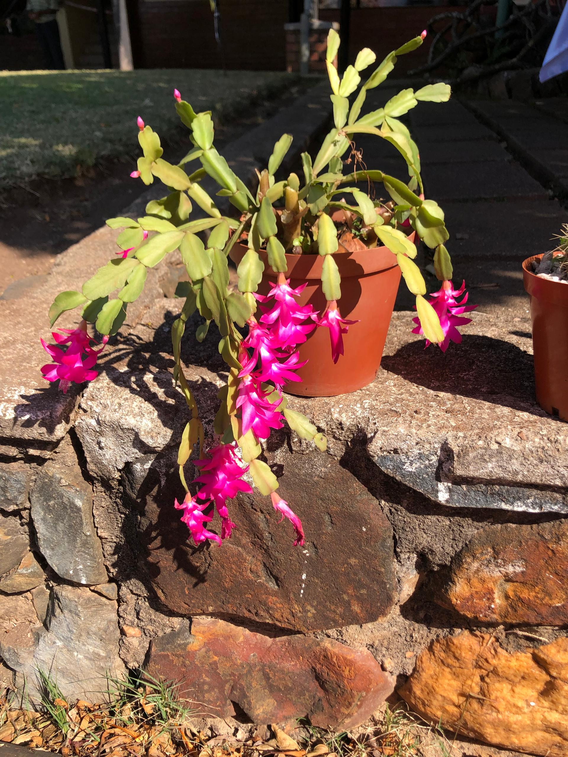 Crustans Cactus