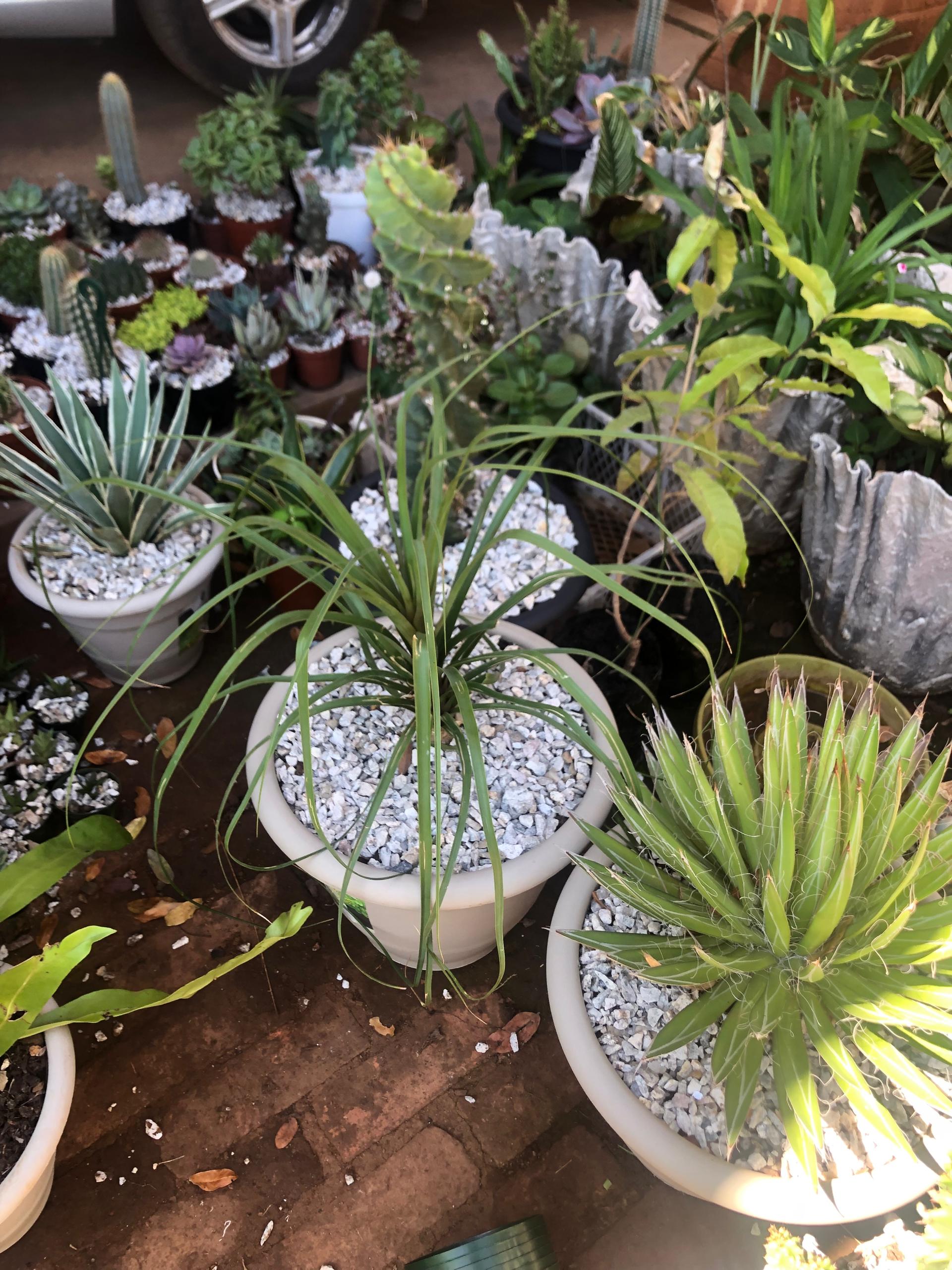 Jade Plant