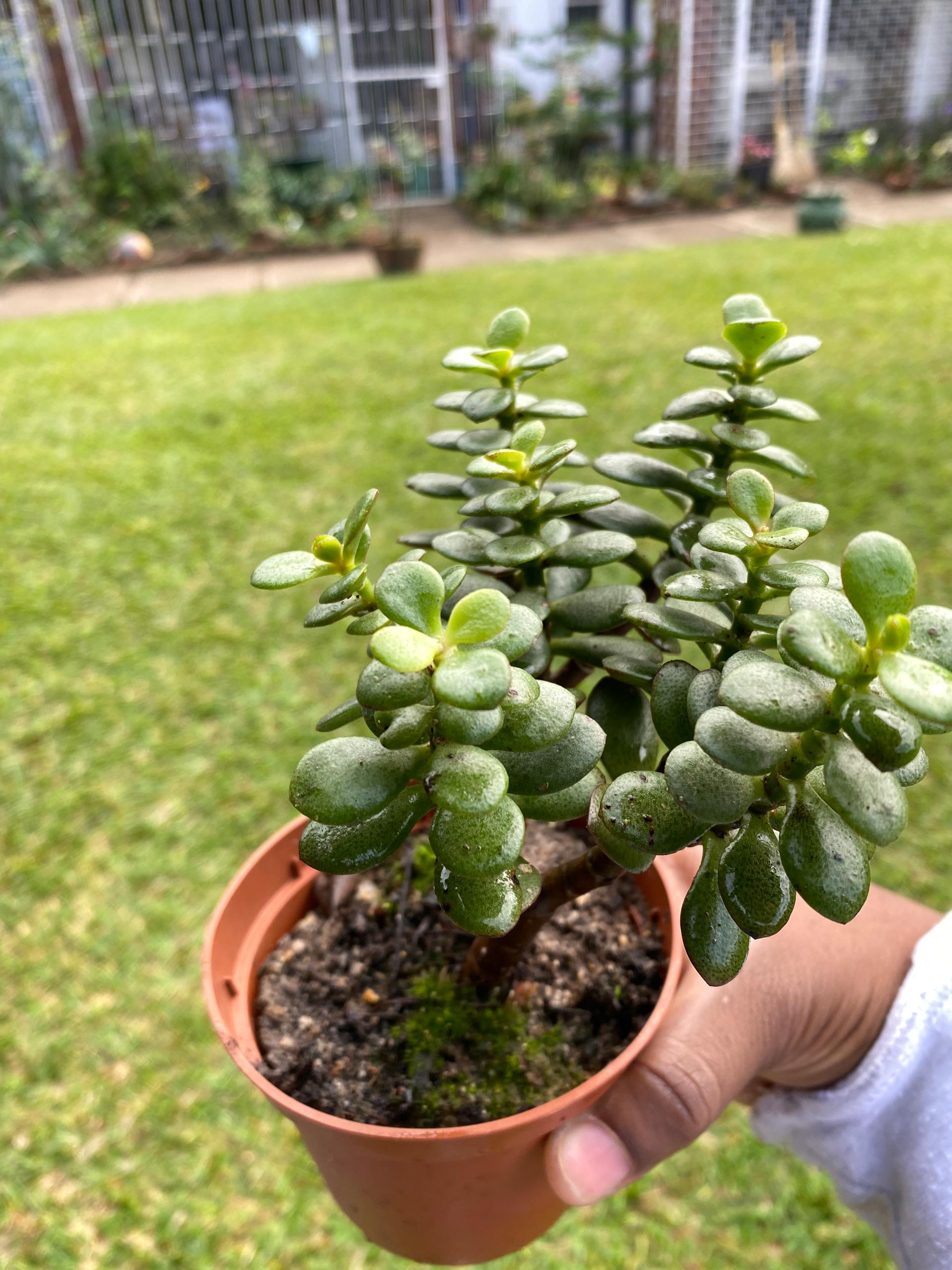 Lily