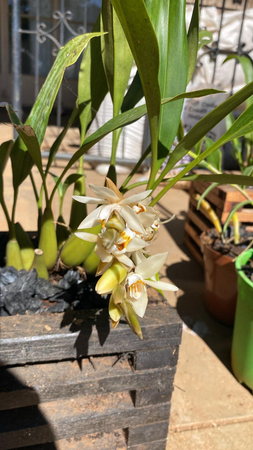 Orchid