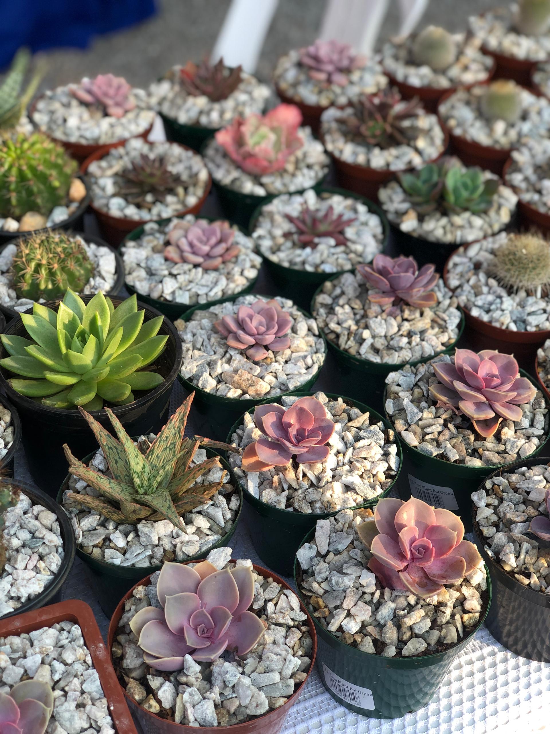 Succulents & Cacti